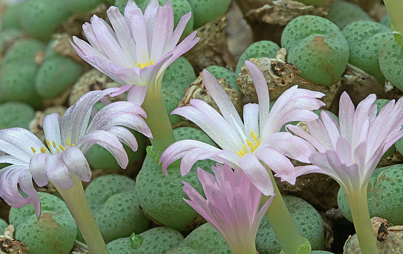 Conophytum gratum